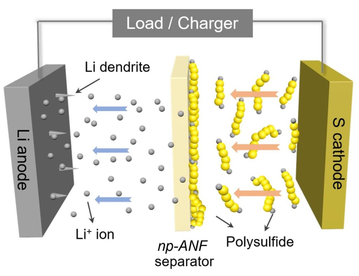 A diagram of the battery shows how lithium ions can return to the lithium electrode while the lithium polysulfides can’t get through the membrane separating the electrodes. In addition, spiky dendrites growing from the lithium electrode can’t short the battery by piercing the membrane and reaching the sulfur electrode. Image credit: Ahmet Emre, Kotov Lab