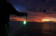 Using lighted nets greatly reduces accidental bycatch of sharks, rays, sea turtles, and unwanted finfish