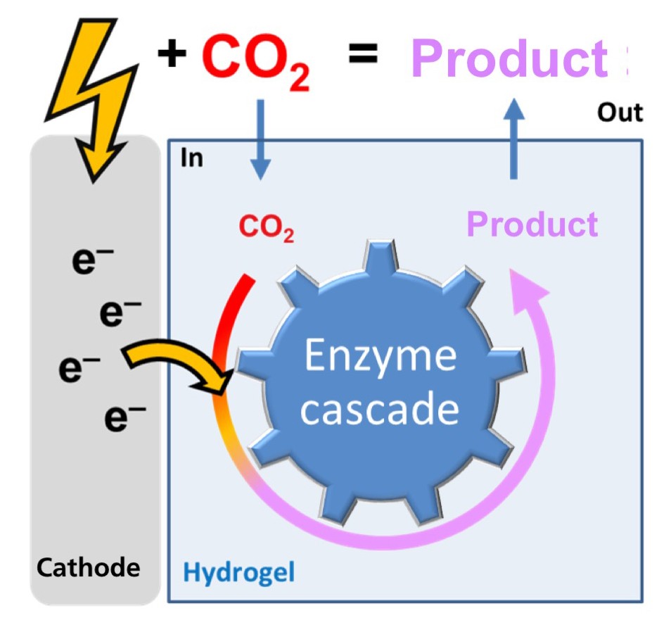 Chemical synthesis on the basis of biocatalytic CO2 fixation thus enables a new form of circular economy by using electricity from renewable resources for the enzymatic production of value-adding fine chemicals and decoupling chemical synthesis processes from fossil raw materials.