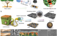 Using fallen leaves to produce eco-friendly micro-supercapacitors