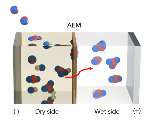 Illustration of a carbon capture process designed by UIC College of Engineering scientists. Carbon dioxide from air or flue gas is absorbed by a dry organic solution to form bicarbonate ions, which migrate across a membrane and are dissolved in a liquid solution to concentrated CO2. Carbon atoms are shown in red, oxygen atoms are shown in blue and hydrogen atoms are shown in white. (Credit: Aditya Prajapati/UIC)