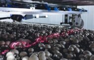 A robot that could pick mushrooms at a speed and quality comparable to or beyond human harvesters