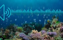 Monitoring changing marine life with sound