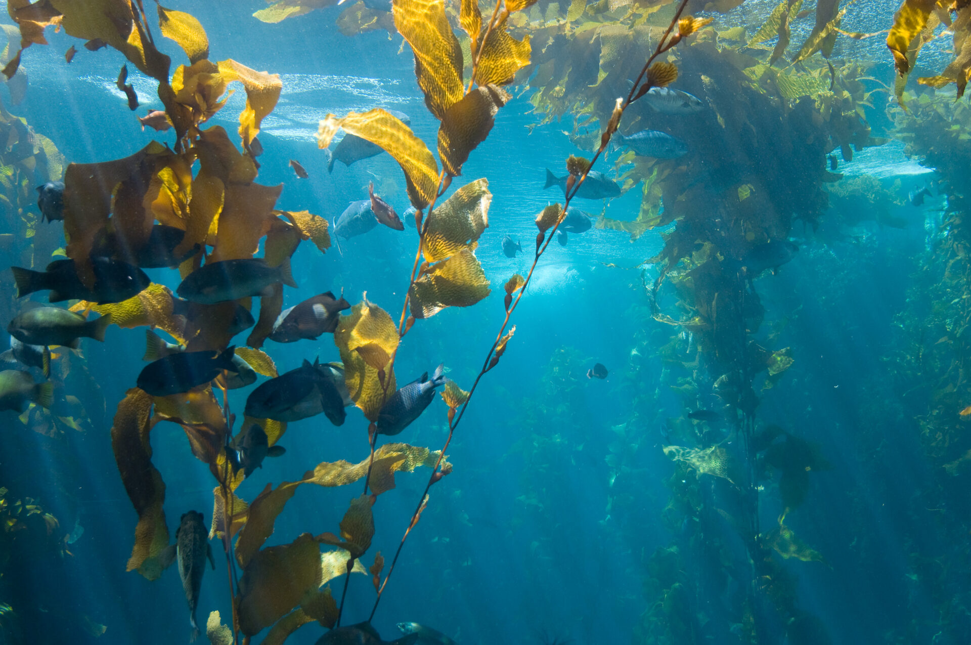 Kelp is nutritious and can be farmed with relatively low impact on the environment. Photo: Jonathan Kriz