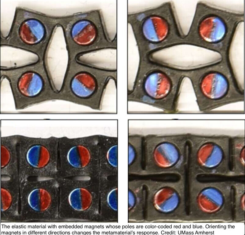 The elastic material with embedded magnets whose poles are color-coded red and blue. Orienting the magnets in different directions changes the metamaterial’s response. Credit: UMass Amherst