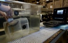 Helping the endangered abalone spawn with the help of ultrasound