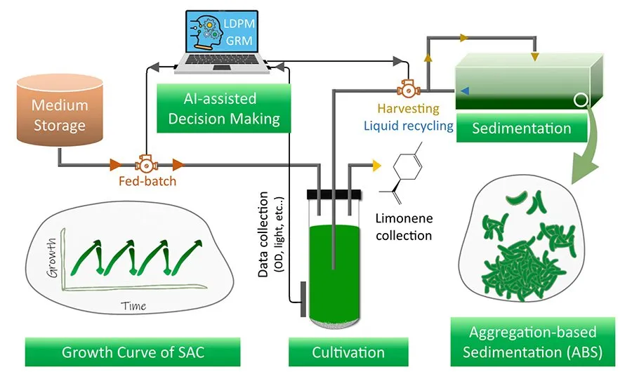 Texas A&M AgriLife Research scientists are using artificial intelligence for producing algae as a reliable, economic source for biofuel. This illustration depicts integration of machine learning-informed semi-continuous algal cultivation (SAC) and aggregation-based sedimentation (ABS) for biofuel production. (Illustration: Texas A&M AgriLife Research)