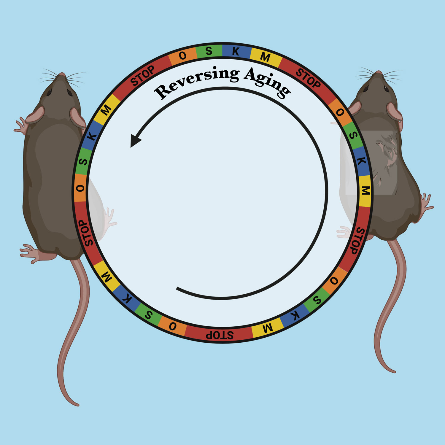 Cellular rejuvenation therapy safely reverses signs of aging in mice. Credit: Salk Institute