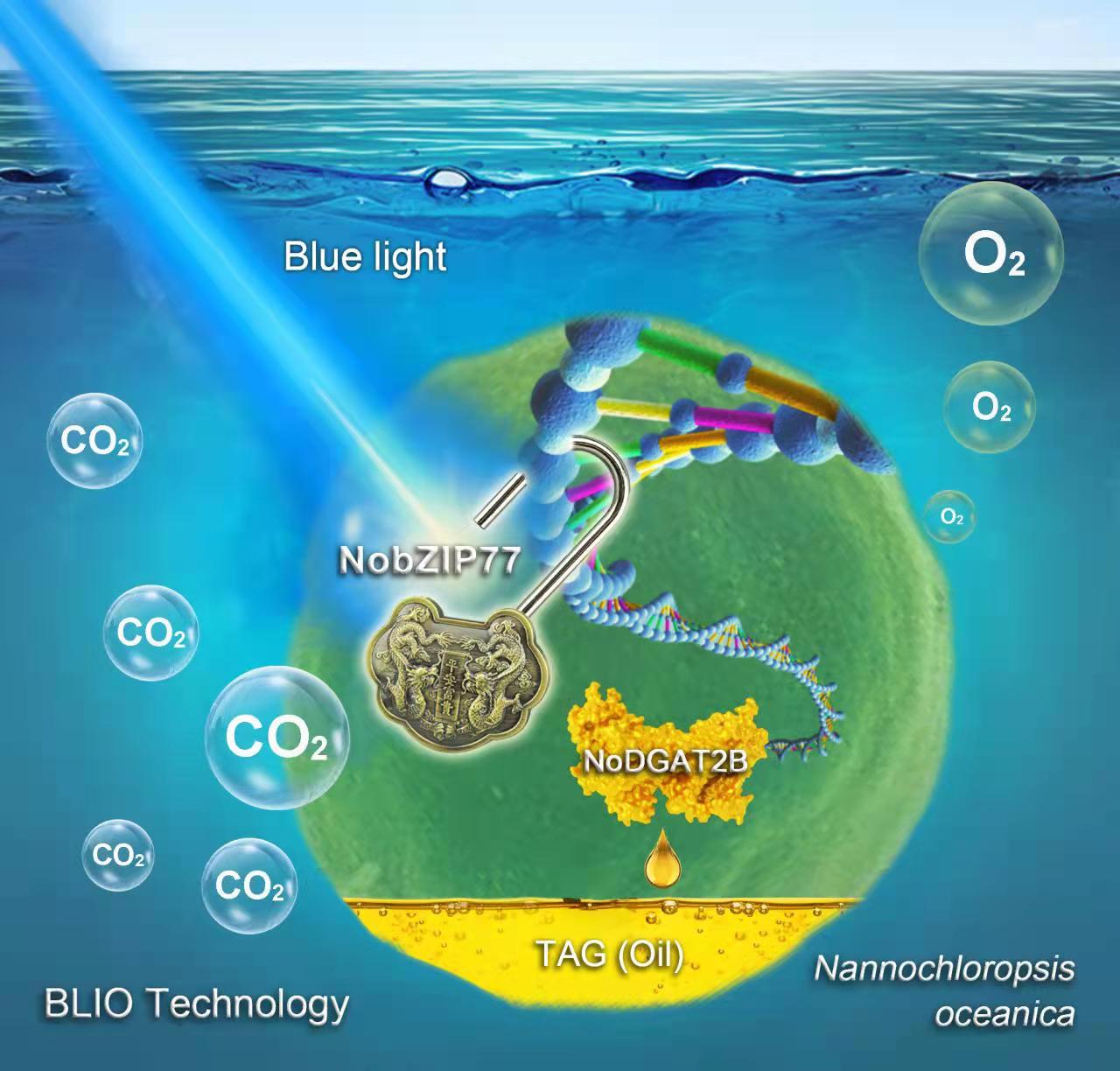 The BLIO technology explores a "genetic switch" to unlock oil production in microalgae. (Image by LIU Yang and ZHANG Peng)