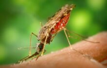 The first assessment of how geoengineering the climate could impact the burden of infectious diseases