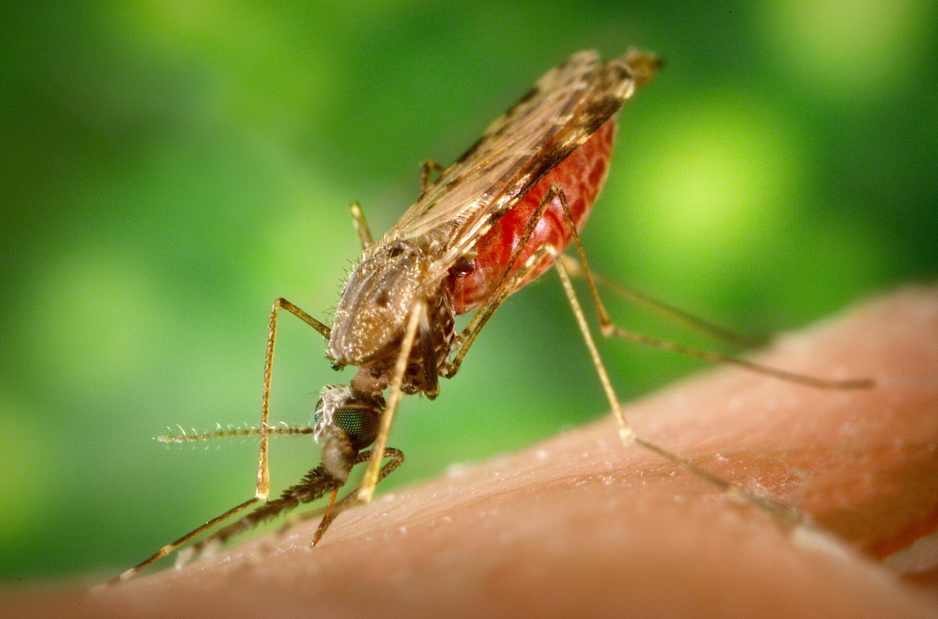 A new study examining the impact of geoengineering uses climate models to identify which temperatures are most conducive for malaria transmission by the Anopheles mosquito and identify how many people live in areas where transmission is possible.
