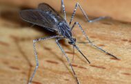 Testing self-eliminating genes on mosquitoes