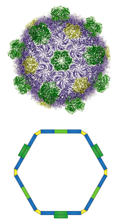 Bacterial microcompartments are made out of proteins, represented by the colorful, wavy lines in the top figure. These icosahedral shells are empty, as shown below, and Spartan researchers have helped show how they can add enzymes of choice inside. Credit: Kerfeld Lab/PNAS