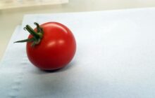 A new source of vitamin D from gene-edited tomatoes