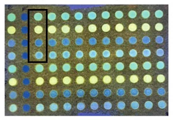 Paper array test to identify bacterial species. For each test a bacterial specimen is placed on the dots carrying each of four fluorescent dyes shown in the rectangle. Up to 20 tests can be performed on one card. Credit: Laliwala, et al. Anal. Chem. 2022, 94.