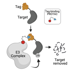 Disease proteins (target) are attached to a degradation tag (tag). Upon treatment with a tag-binding PROTAC drug, the target is signalled for removal by recruitment of the E3 complex that attaches the degrader signal ubiquitin (Ub).