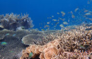 Monitoring the ongoing health of a reef using a hydrophone and artificial intelligence