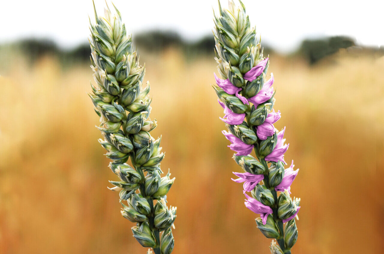 The new wheat line growing in the field. The wheat on the right has the extra flower-bearing spikelets artificially highlighted in pink to show their extent. Image: The University of Adelaide.