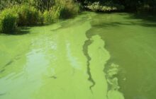 Possible solutions to the global phosphorus crisis that threatens food and water security