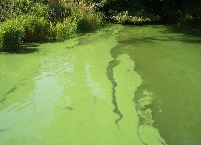 Nutrient pollution can lead to the growth of harmful algal blooms such as cyanobacteria also known as blue-green algae, pictured. CREDIT UKCEH