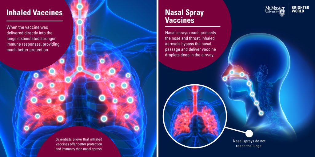While nasal sprays primarily reach the nose and throat, inhaled aerosols bypass the nasal passage and deliver vaccine droplets deep in the airway, where they can induce a broad protective immune response, research shows.
