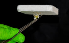 Insulation using aerogel integrated wood is better than existing plastic based materials