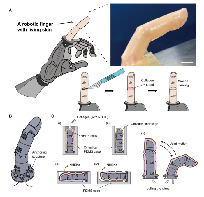 Illustration showing the cutting and healing process of the robotic finger (A), its anchoring structure (B) and fabrication process (C). CREDIT Credit: Takeuchi et al.
