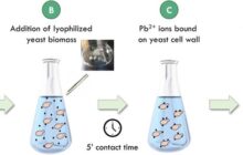 An inexpensive, abundant, and simple material for removing lead contamination from drinking water supplies