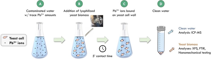 The team demonstrated that a single gram of inactive, dried yeast cells can remove up to 12 milligrams of lead in aqueous solutions with initial lead concentrations below 1 part per million. They also showed that the process is very rapid, taking less than five minutes to complete. Image: Courtesy of the researchers