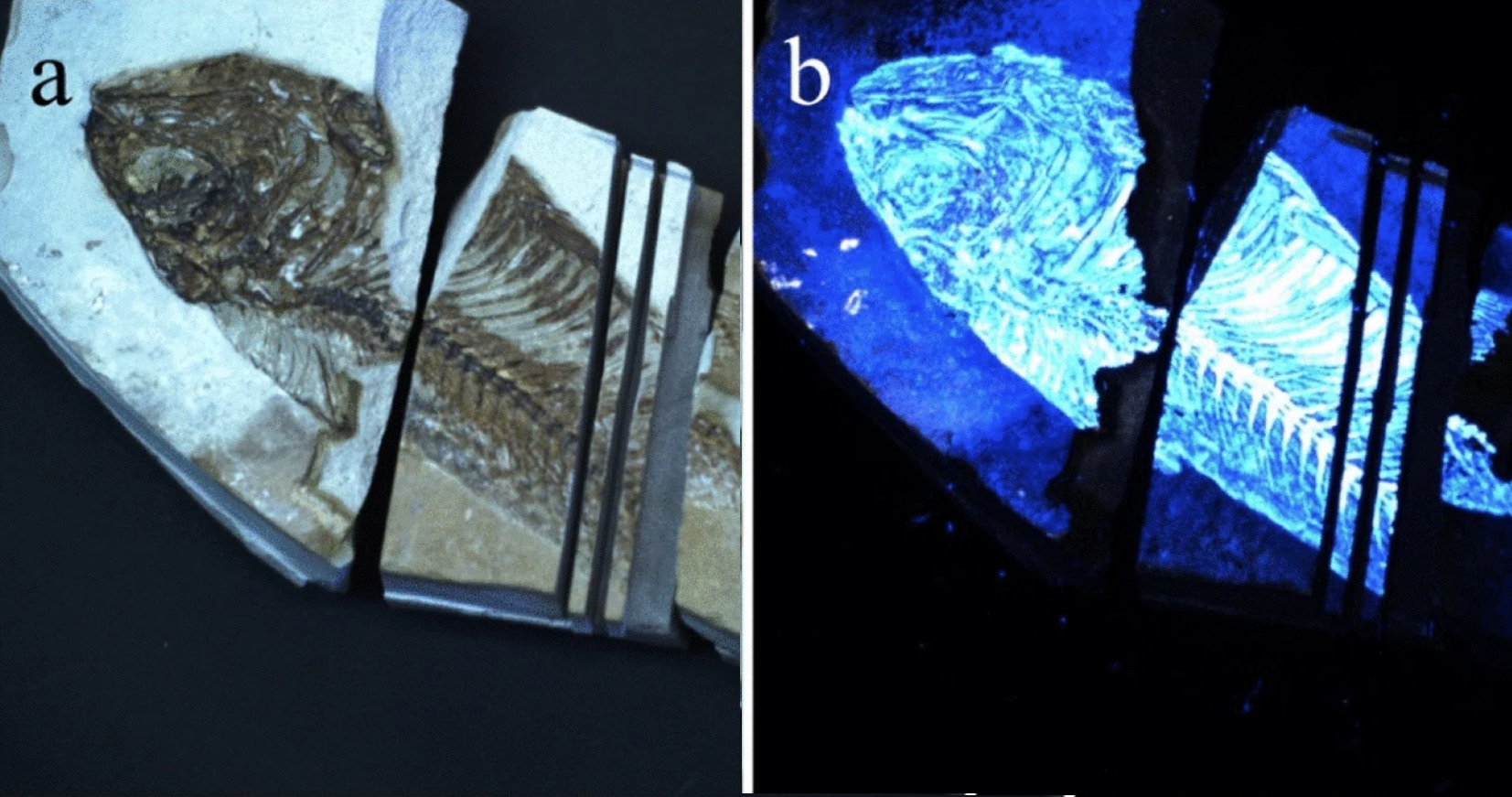 Biofinder detection of biological resides in fish fossil. (a) White light image of a Green River formation fish fossil (b) Fluorescence image of the fish fossil obtained by the Biofinder. Credit: Misra, et al., 2022.