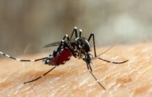 Halting Yellow Fever, Dengue and Zika by targeting mosquito spit