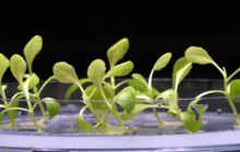 Using artificial photosynthesis approaches to produce food without sunlight
