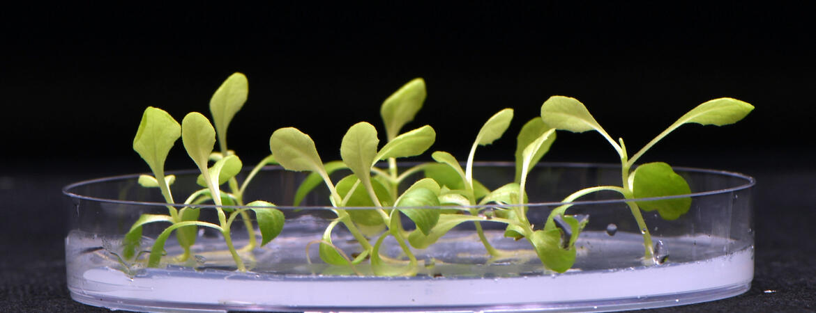 Plants are growing in complete darkness in an acetate medium that replaces biological photosynthesis. (Marcus Harland-Dunaway/UCR)