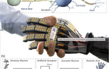 An electronic skin which can learn from feeling ‘pain’