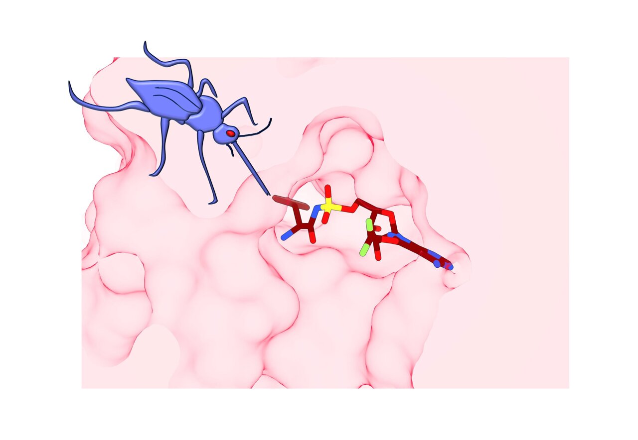 Diagrammatic representation of the target of the antimalarial compound ML901 (coloured structure), showing highly specific and potent inhibition of the malaria parasite. ML901 finds a particular chink in an enzyme called tyrosine tRNA synthetase (depicted in pink), part of the machinery that the malaria parasite uses to generate the proteins needed to reproduce itself. The parasite rapidly grinds to a halt and can’t cause disease or be transmitted to other people via mosquitoes (purple). Image: Leann Tilley and Riley Metcalfe