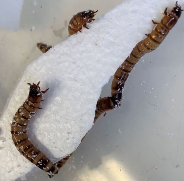 The Zophobas morio ‘superworm’ can eat through polystyrene.