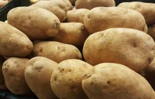 Creating super-spuds that are resistant to heat, drought and flooding