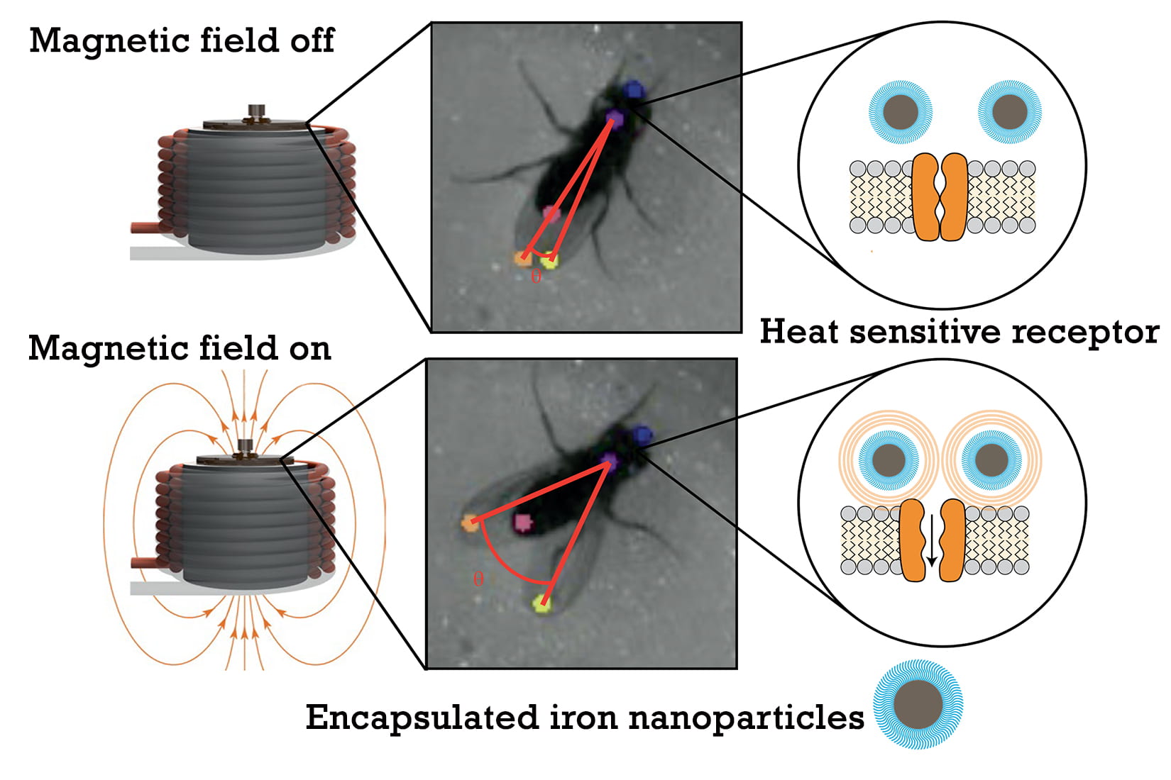 Researchers from Rice University, Duke University, Brown University and Baylor College of Medicine developed a magnetic technology to wirelessly control neural circuits in fruit flies. They used genetic engineering to express heat-sensitive ion channels in neurons that control the behavior and iron nanoparticles to activate the channels. When researchers activated a magnetic field in the flies’ enclosure, the nanoparticles converted magnetic energy to heat, firing the channels and activating the neurons. An overhead camera filmed flies during experiments, and a visual analysis showed flies with the genetic modifications assumed the wing-spread posture within approximately half a second of receiving the magnetic signal. (Figure courtesy of C. Sebesta and J. Robinson/Rice University)