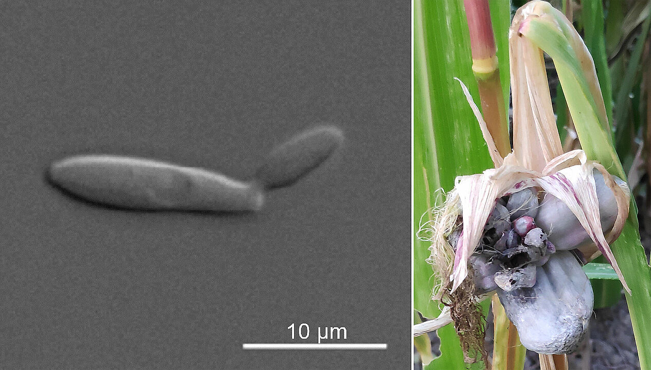 The unicellular fungus Ustilago maydis (left: microscopic image) is the pathogen that causes the plant disease corn smut (right: image of a plant with the disease). The fungus can be genetically modified to produce a microbial oil. (Photos: HHU / Magnus Philipp)