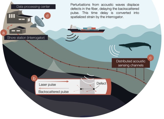 Credit:Marte Finsmyr and Léa Bouffaut. The illustration shows how DAS works. An interrogator (a) sends a laser pulse from a ground station through the fiber optic cable.The cable has defects (b) which underwater sounds slightly displace.This sends back a signal that the interrogator can interpret as acoustic data over regularly spaced intervals or channels (c).