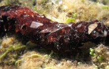 Could fish farming be transformed by the humble sea cucumber?
