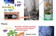 Plasma-produced gas may activate plant immunity against wide-spread diseases