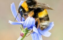 Can bumblebees feel pain?