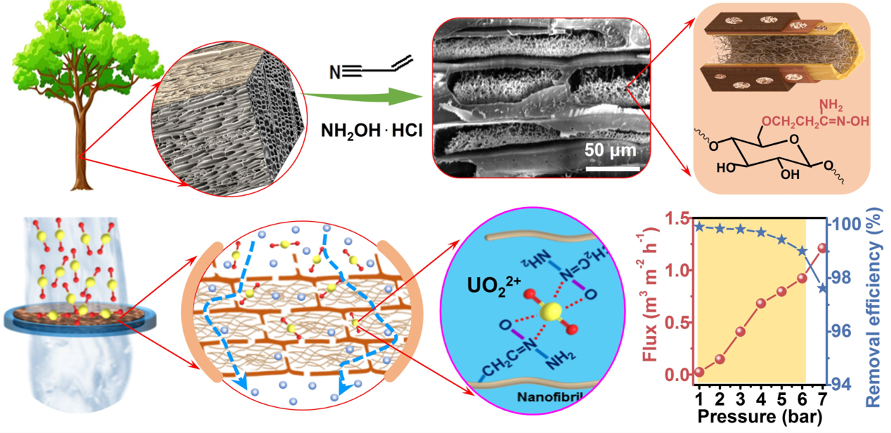Encapsulating amidoximated nanofibrous aerogels within wood cell tracheids for efficient adsorption of uranium ions through cascading filtration. (Image by ZHANG Weihua)