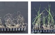 Adding ethanol to soil allows plants to better resist drought - including wheat and rice