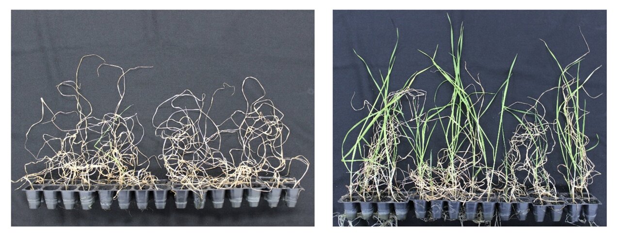 After two weeks without water, wheat did not survive when soil was pretreated with water (left), but thrived when the soil was pretreated with 3% ethanol (right). The same was true for rice and the model plant Arabidopsis. CREDIT RIKEN
