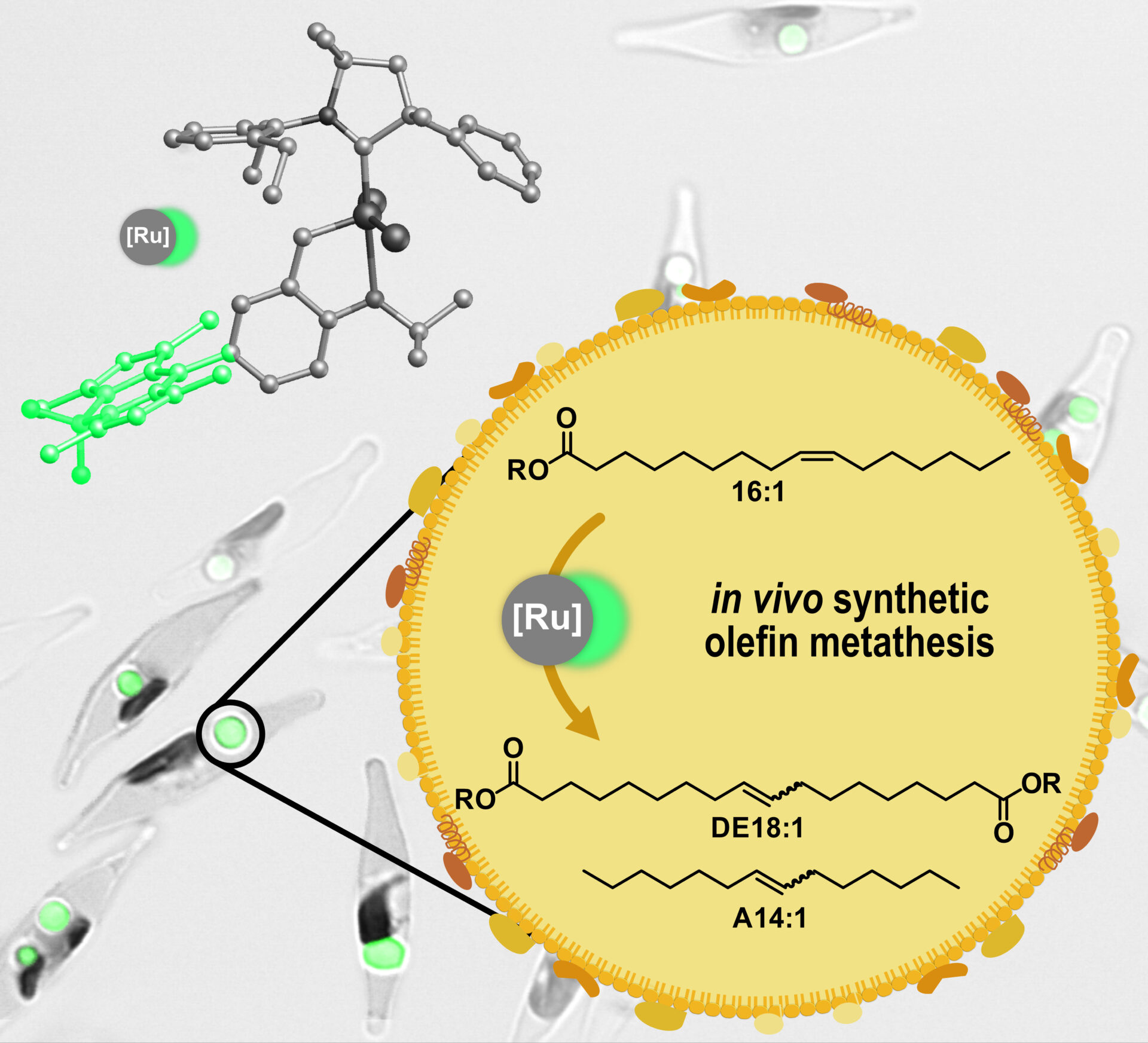 Catalytic olefin metathesis can be performed in living microalgae. In this process, fatty acids stored in the lipid organelles of the algae are converted into polymer building blocks and chemicals.