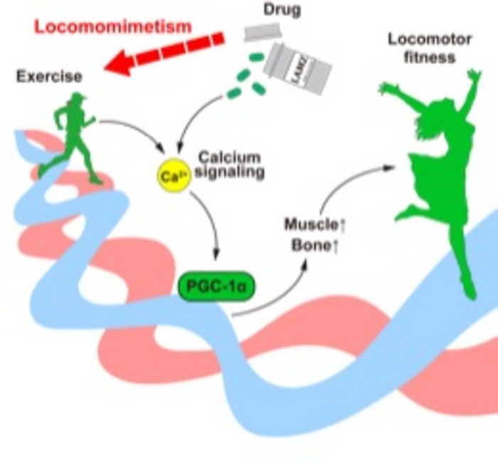 LAMZ augments muscle and bone by mimicking calcium signaling to induce PGC-1? Exercise induces calcium signaling in the muscle and bone. Under this signaling, PGC-1? is activated, resulting in the augmentation of these tissues. LAMZ, a newly identified locomomimetic drug was found to facilitate the calcium signaling pathway and restores locomotor fitness.