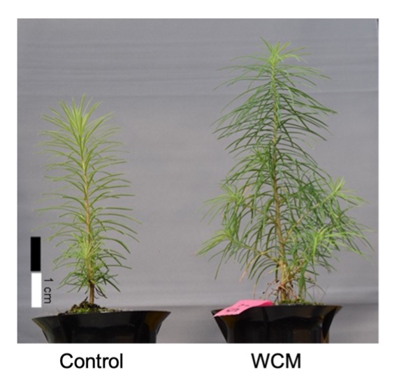 Japanese larch tree seedlings grown without (left) and with (right) the use of a wavelength converting material (WCM) sheet. (Sunao Shoji et al. Scientific Reports. October 26, 2022)