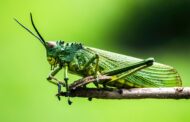 Things we are not paying enough attention to: An emerging ‘insect apocalypse'